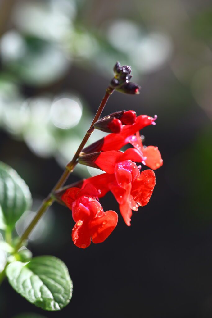 Salvia greggii ‘Royal Bumble’ 3L 5023242380834