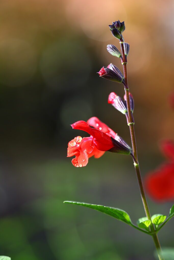 Salvia greggii ‘Royal Bumble’ 3L 5023242380834