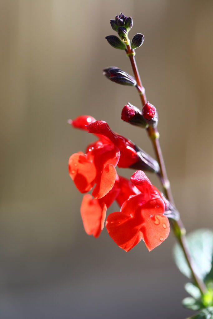 Salvia greggii ‘Royal Bumble’ 3L 5023242380834