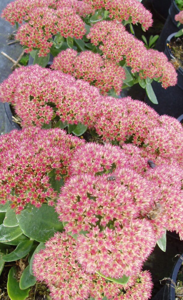 Sedum ‘Herbstfreude’ 2L 5023242330983 2