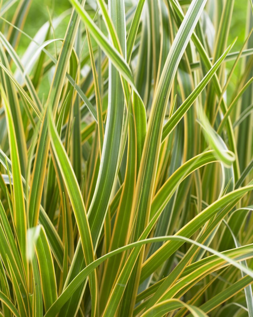 Carex oshimensis ‘Everglow’ 2L 5023242374024