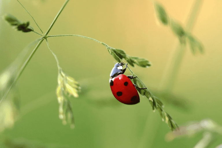 Garden Wildlife in August