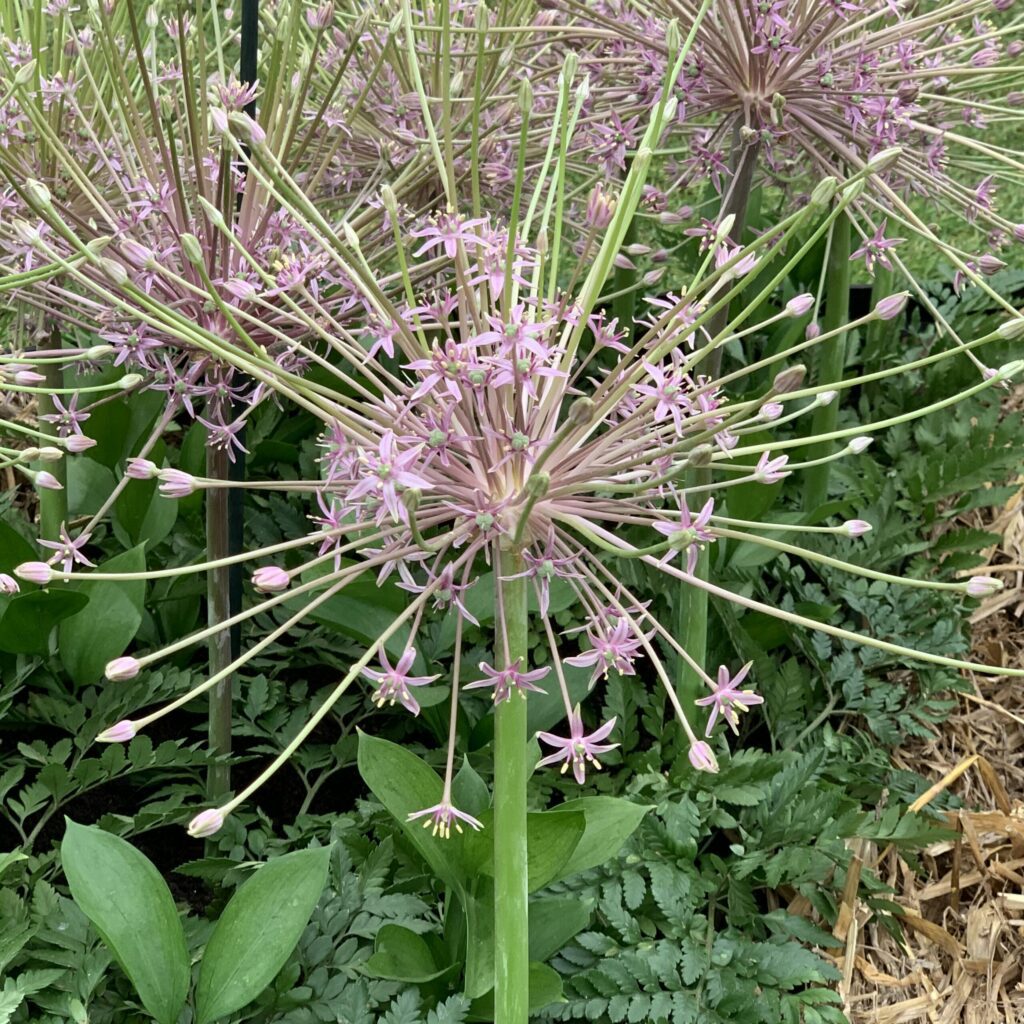 Allium schubertii 3L 5023242380063 2