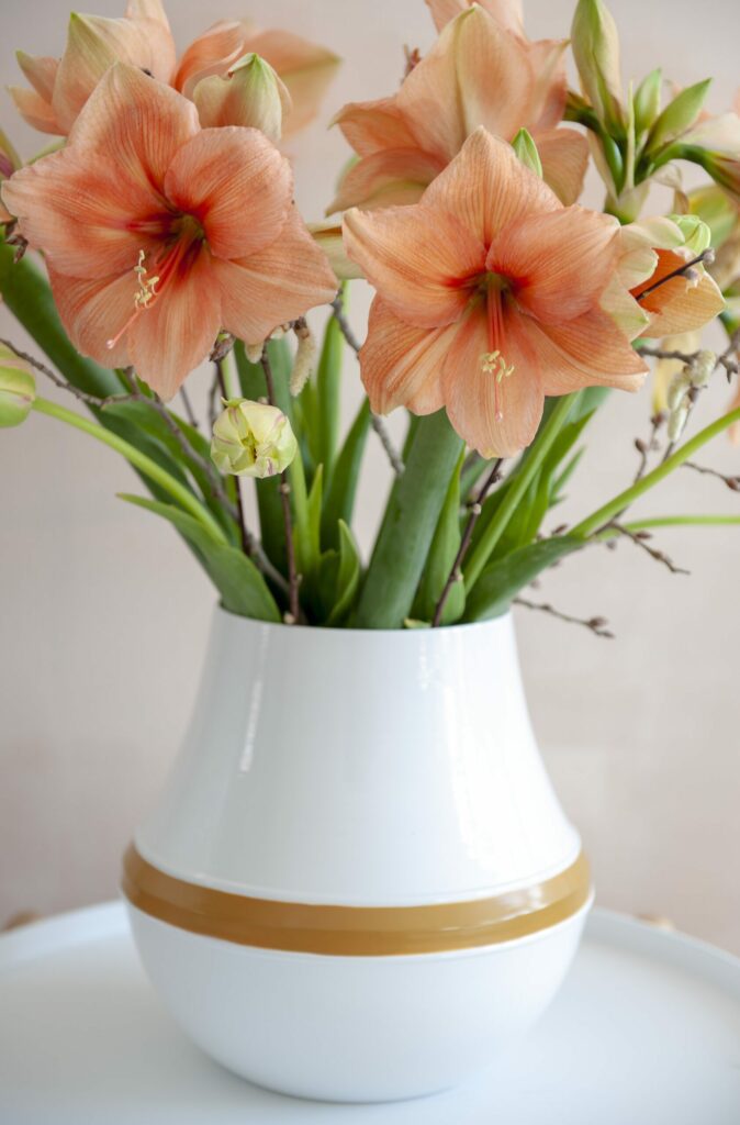 Taylors Premium Amaryllis Rilona Bulb Gift Set 5015882014552 2