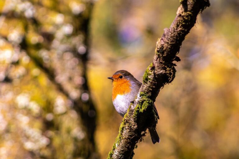 bird robin wildlife garden