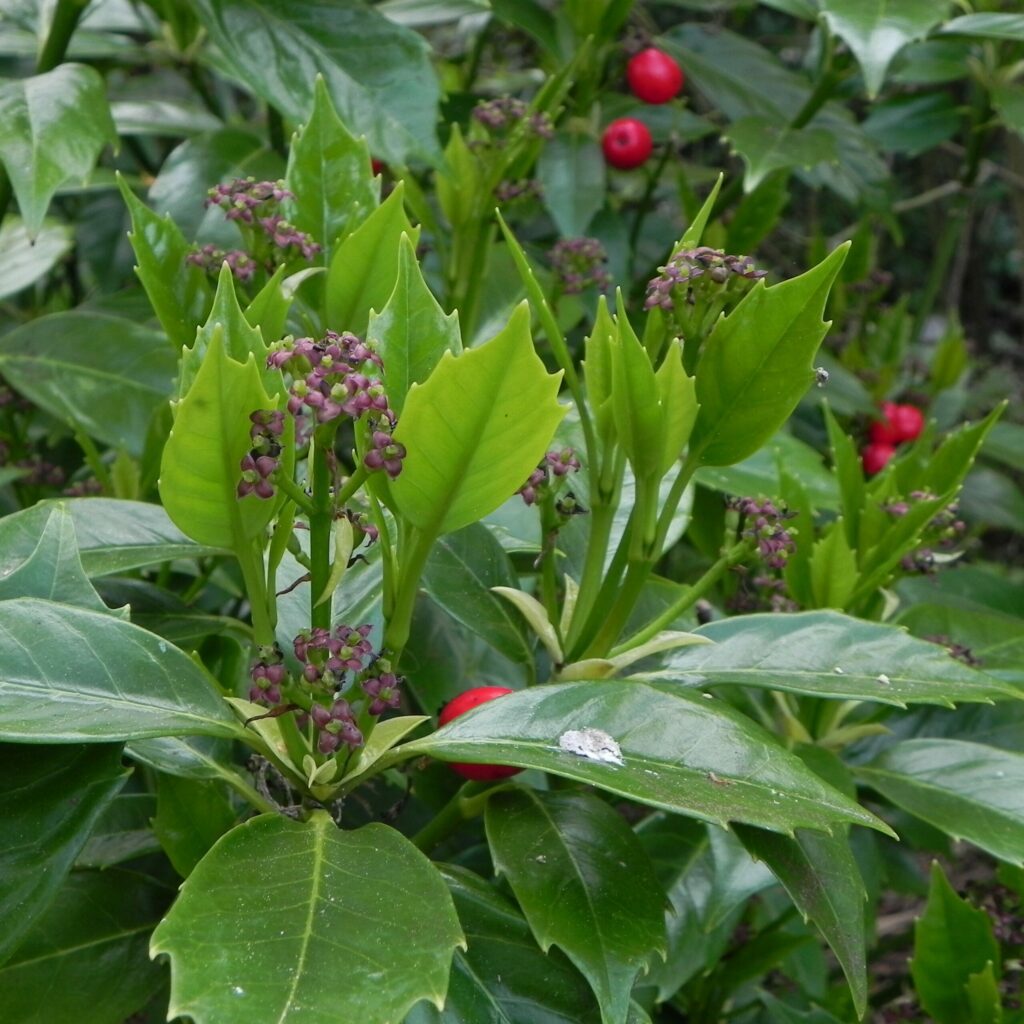 Aucuba japonica ‘Rozannie’ 3L 5023242386171