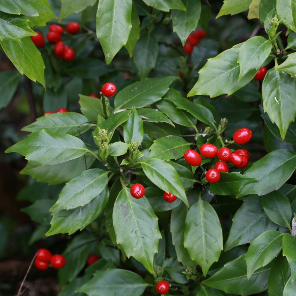 Aucuba japonica ‘Rozannie’ 3L 5023242386171