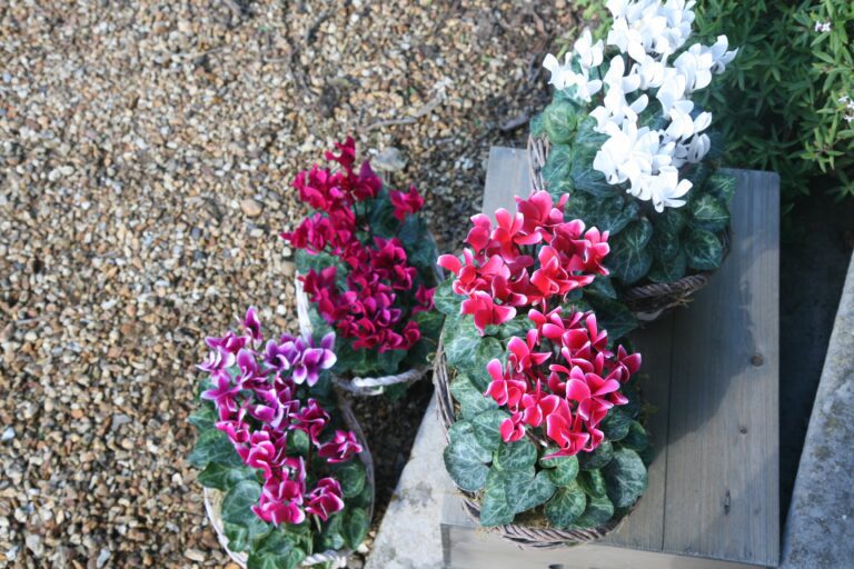 Cyclamen Persicum - Mini Cyclamen | Plant Profile