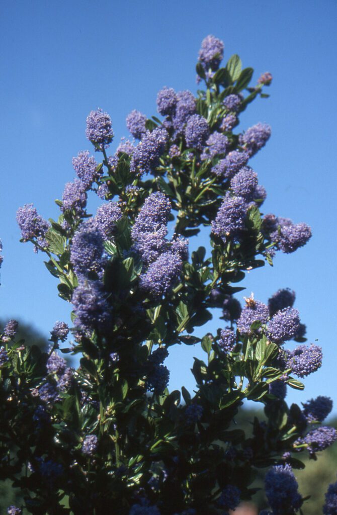 Ceanothus thyrsiflorus ‘Skylark’ 3L 5023242290379 2