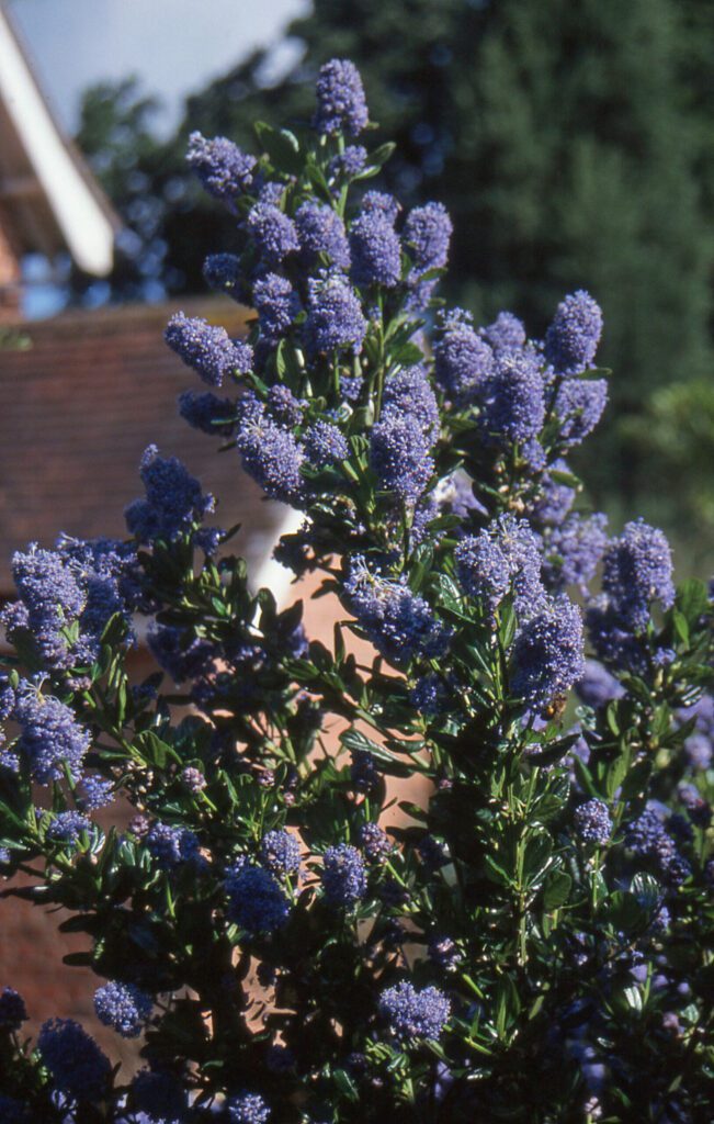 Ceanothus thyrsiflorus ‘Skylark’ 3L 5023242290379 2