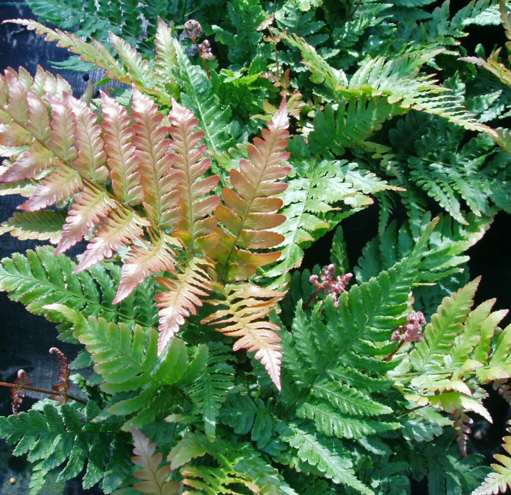 Dryopteris erythrosora var. prolifica 2L 5023242338545 2