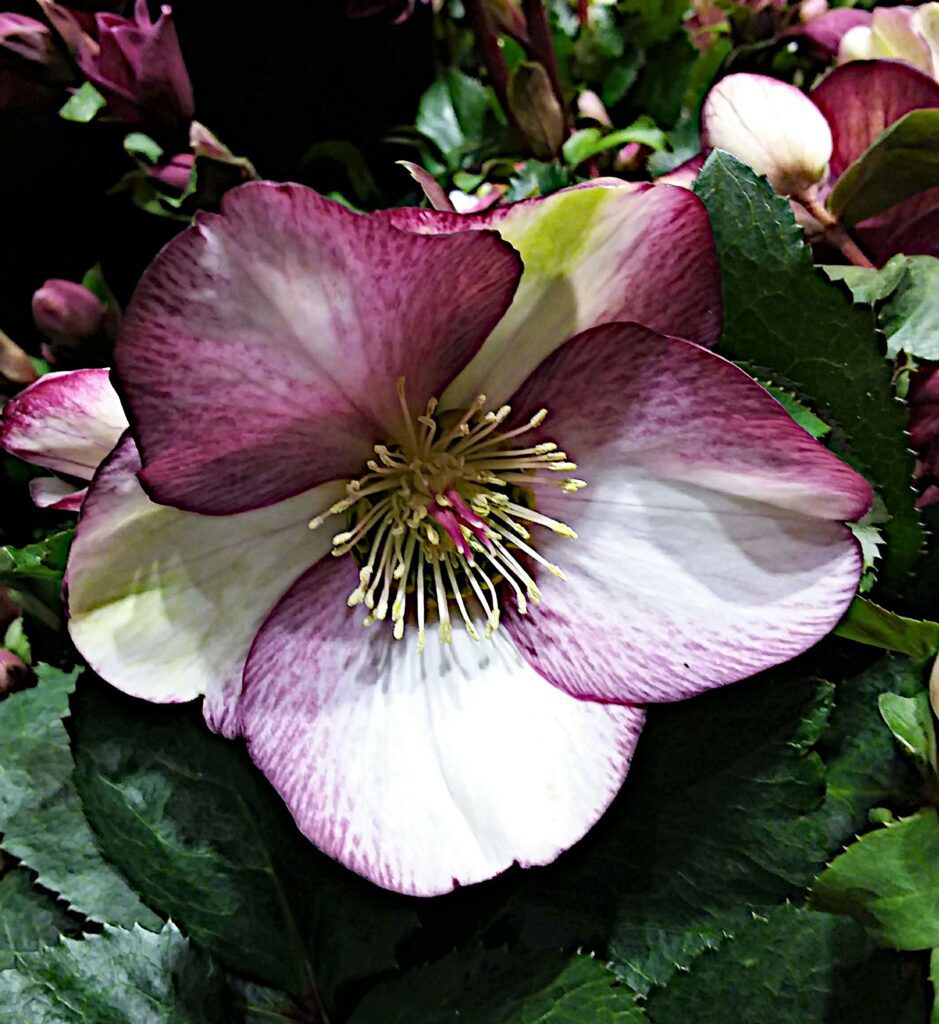 Helleborus ‘Ice N Roses Picotee’ 3L 5023242379296 2