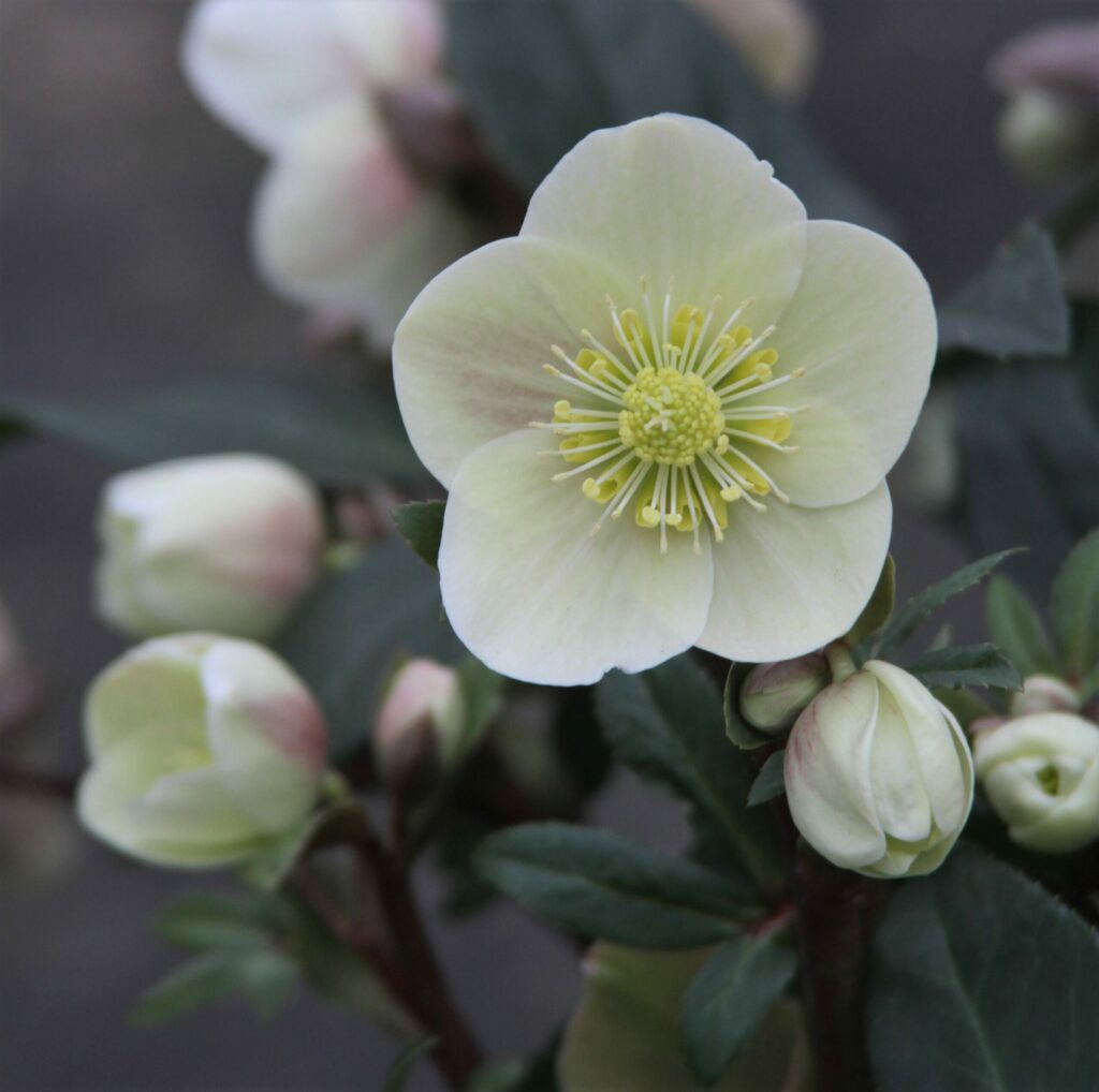 Helleborus ballardiae ‘Cinnamon Snow’ 3L 5023242336473 2