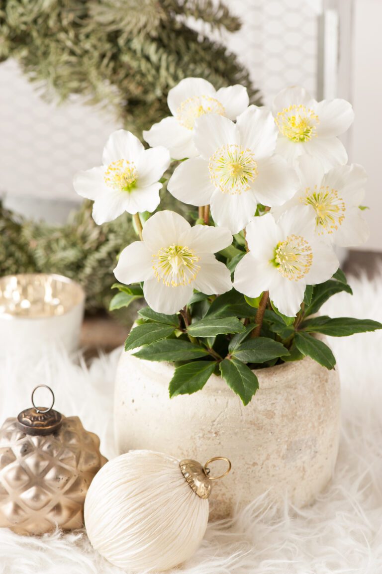 Helleborus niger ‘Advent Star’ | Plant Profile