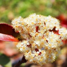 Photinia fraseri ‘Red Robin’ 3L