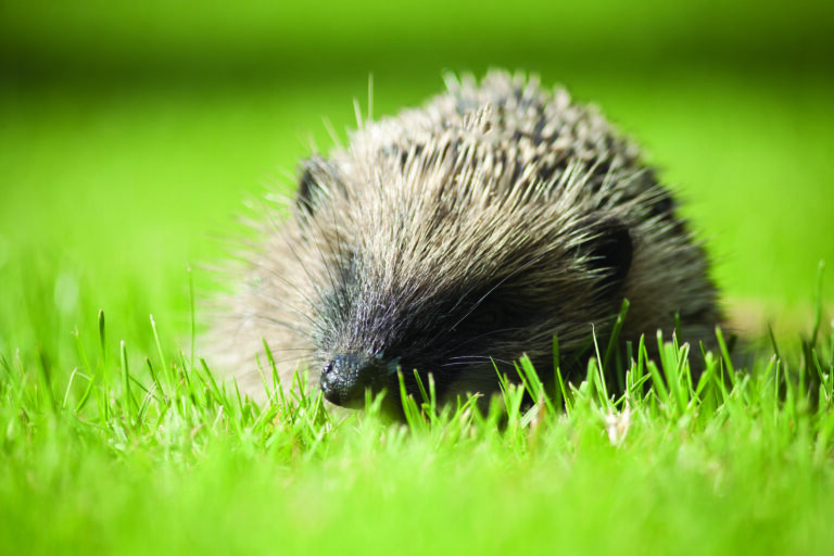 How to Care for Wildlife All Year Round