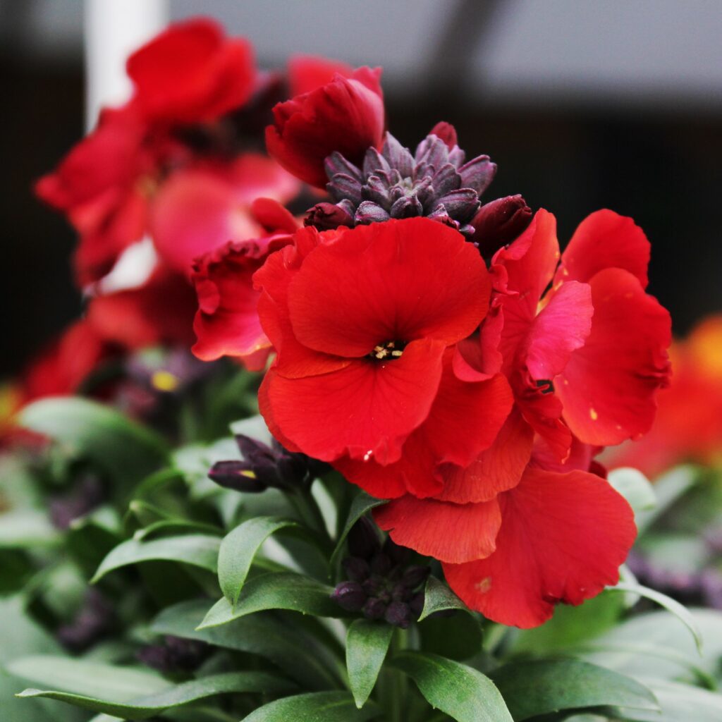 Erysimum ‘Winter Passion ‘ 2L 5023242378350 2