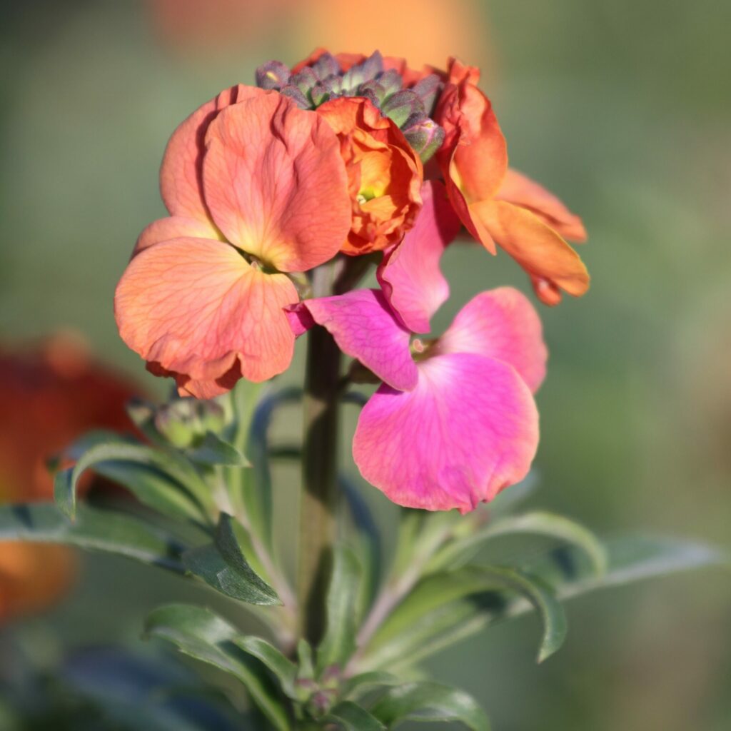 Erysimum ‘Winter Sorbet’ 2L 5023242353449 2