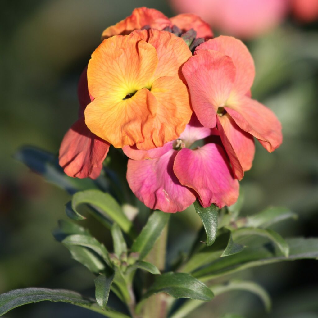 Erysimum ‘Winter Sorbet’ 2L 5023242353449 2