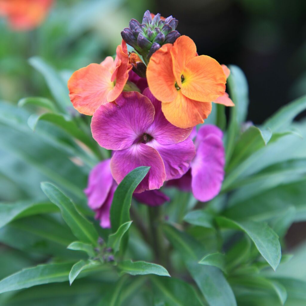Erysimum ‘Winter Sorbet’ 2L 5023242353449 2