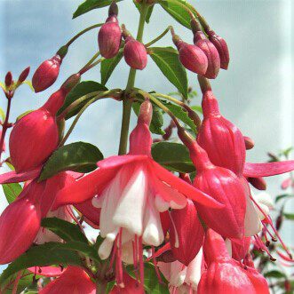Fuchsia ‘Alice Hoffman’ 2L 5023242186856