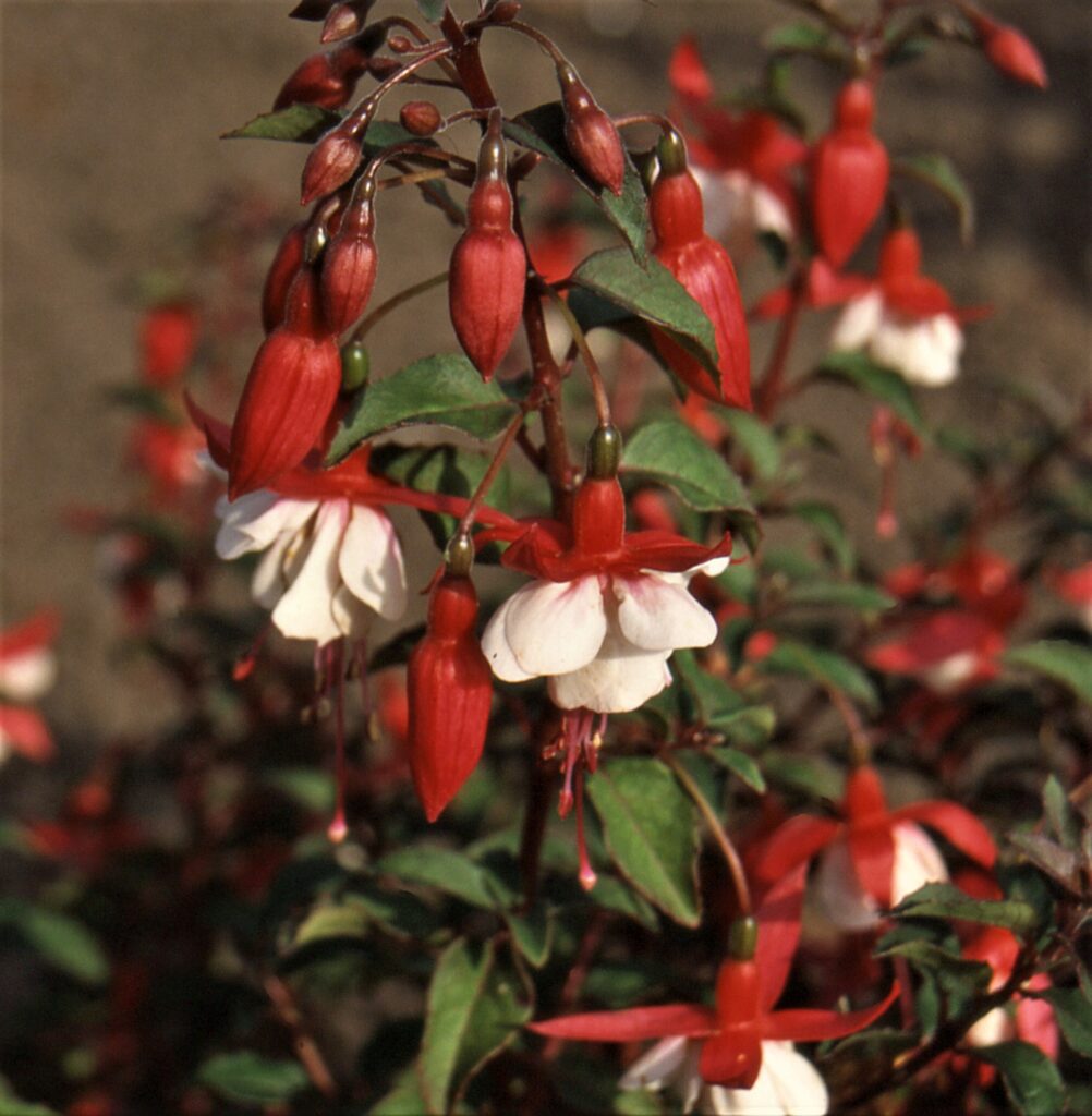 Fuchsia ‘Alice Hoffman’ 2L 5023242186856