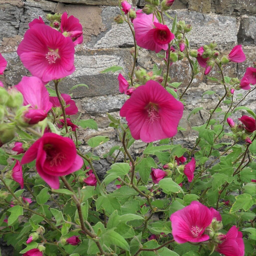 Lavatera x clementii ‘Ruby Star’ 3L 5023242364582
