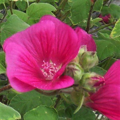 Lavatera x clementii ‘Ruby Star’ 3L 5023242364582
