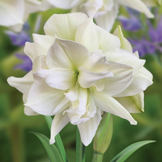 2 For £20 Bulb Gift Sets