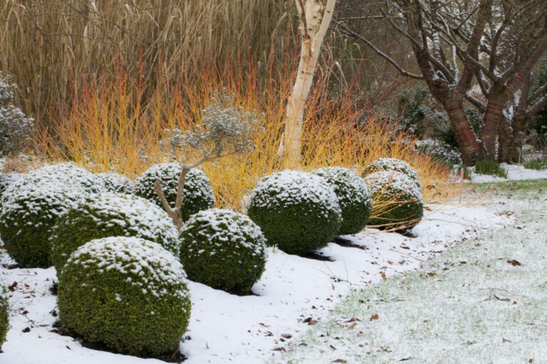Guide to the Winter Garden with Sir Harold Hillier Gardens