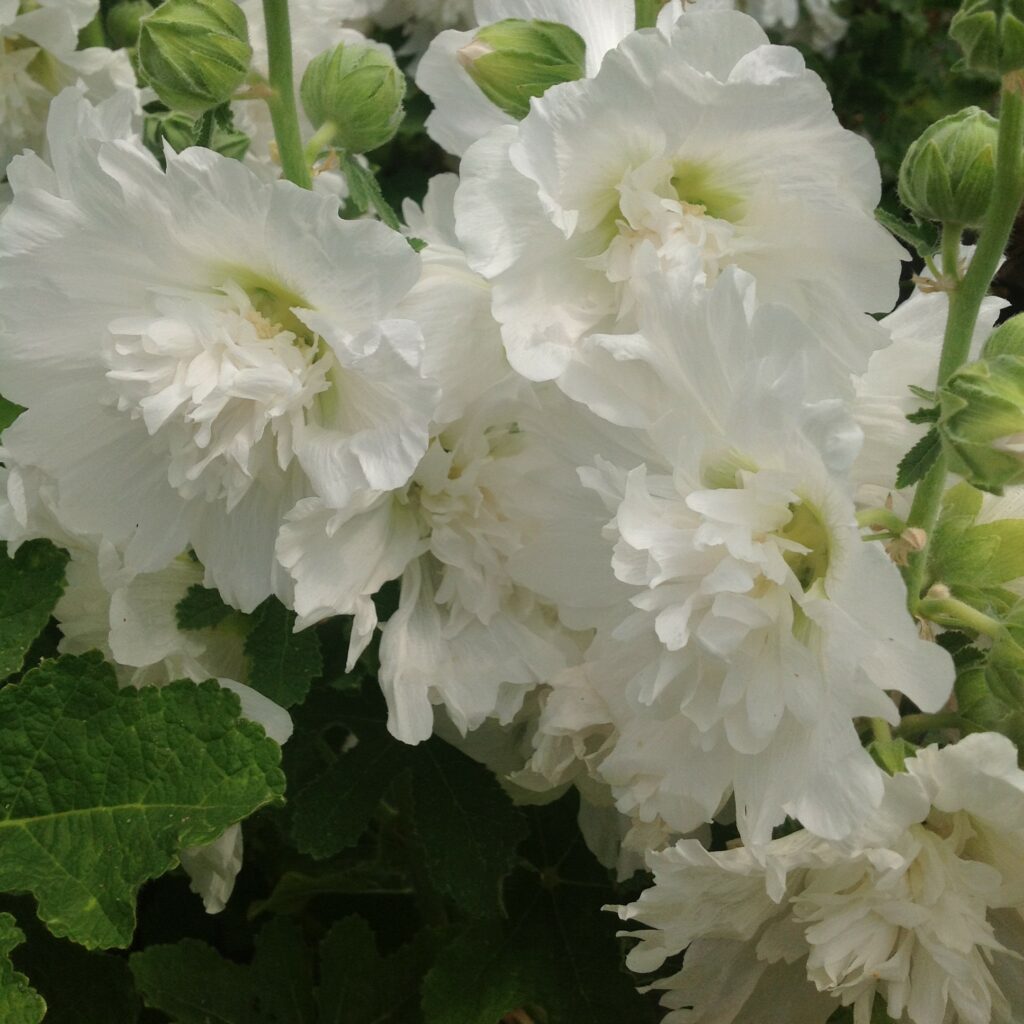 Alcea rosea ‘Chaters Double White’ 1L 5023242380469 2
