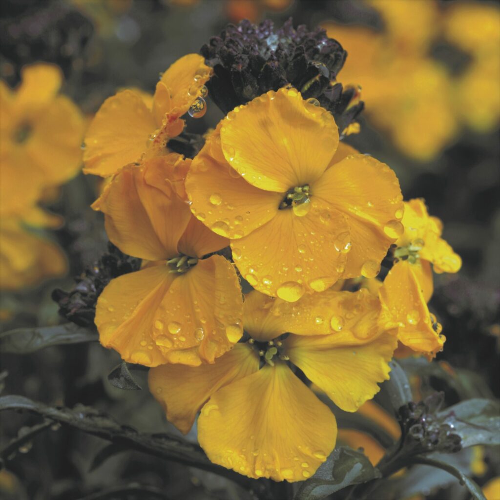 Erysimum ‘Fragrant Sunshine’ 2L 5023242386058 2