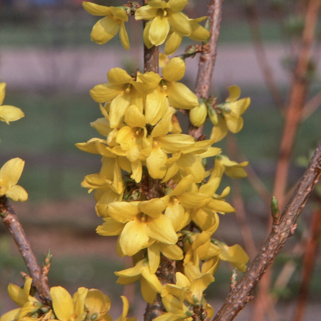 Forsythia intermedia ‘Goldrausch’ 3L 5023242384870 2