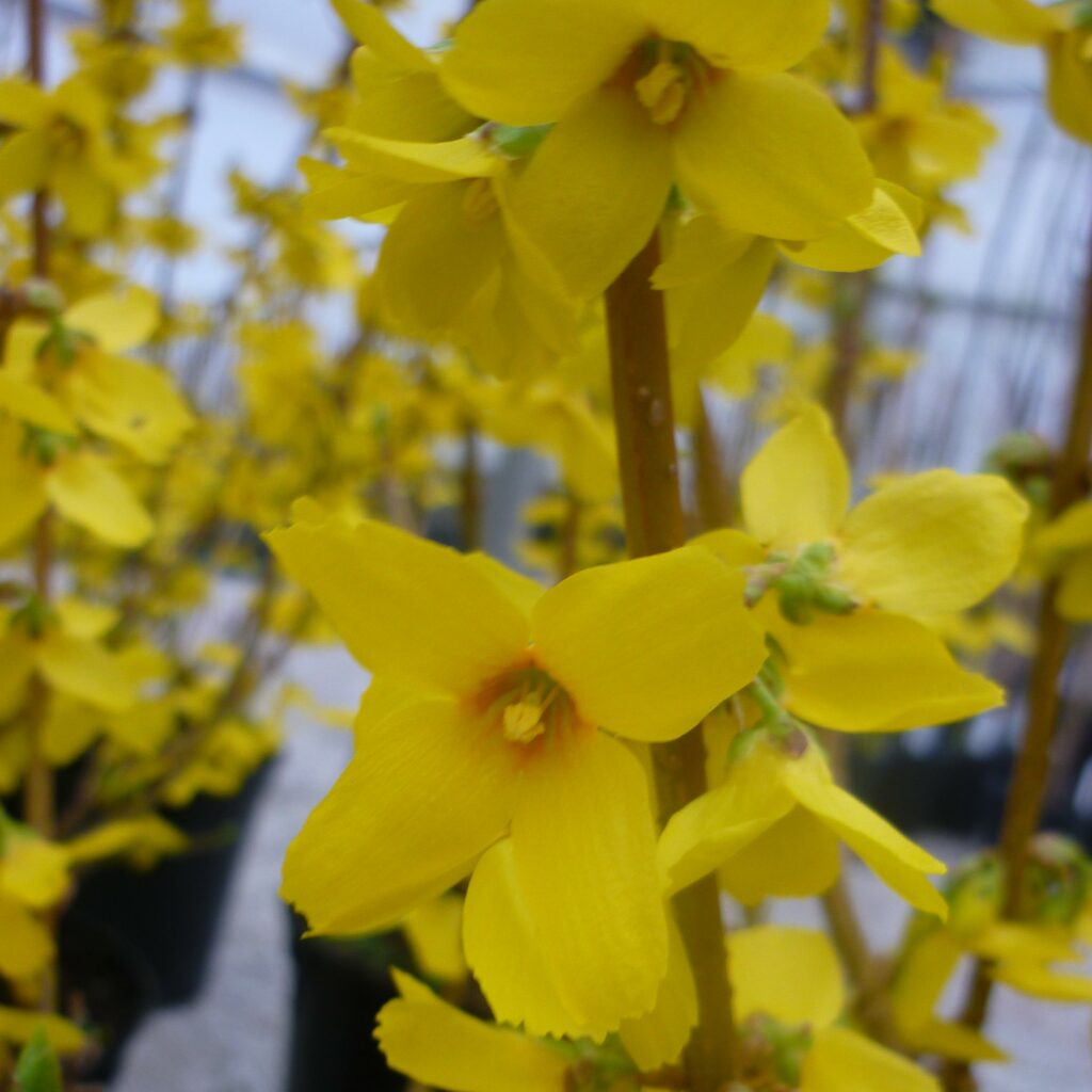Forsythia intermedia ‘Goldrausch’ 3L 5023242384870 2