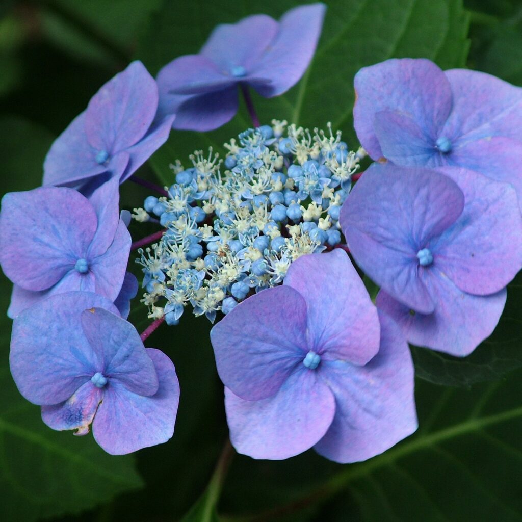 Hydrangea macrophylla ‘Zorro’ 3L 5023242316741 2