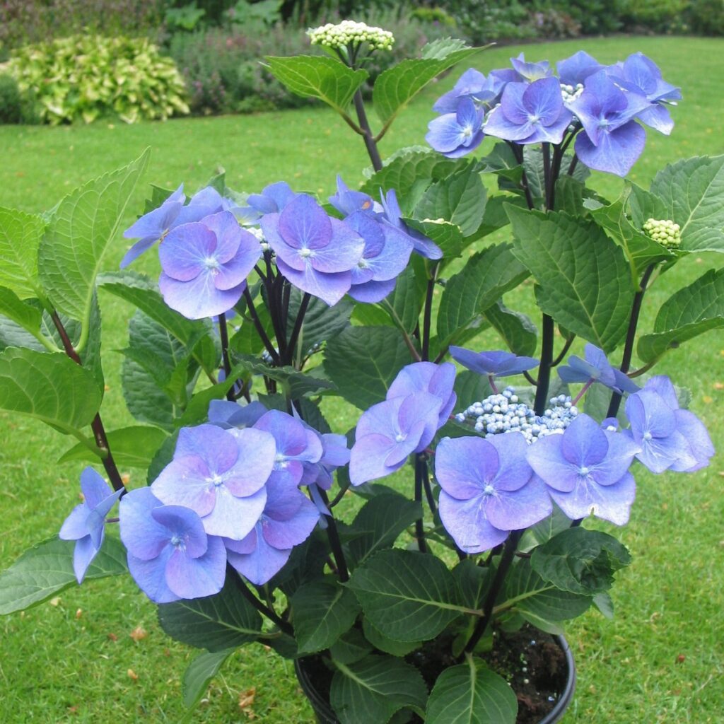 Hydrangea macrophylla ‘Zorro’ 3L 5023242316741 2