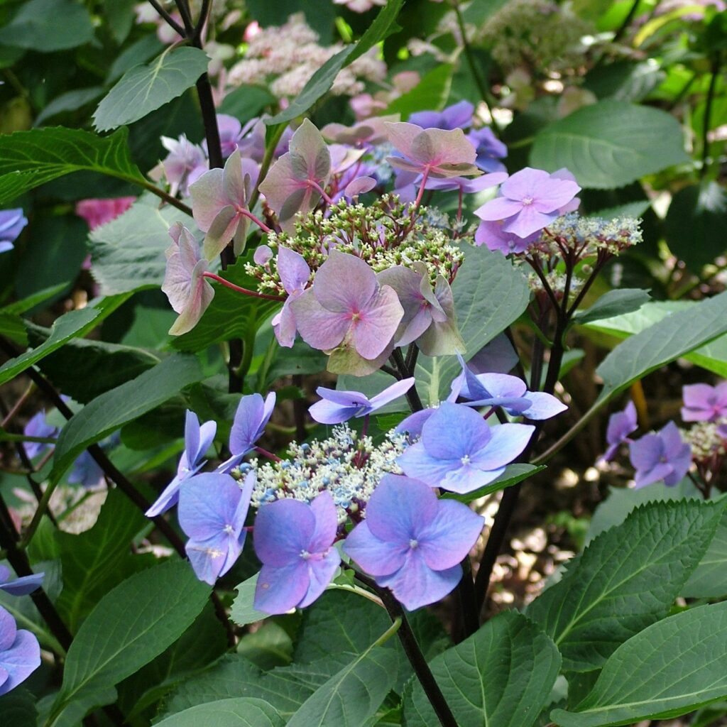 Hydrangea macrophylla ‘Zorro’ 3L 5023242316741 2