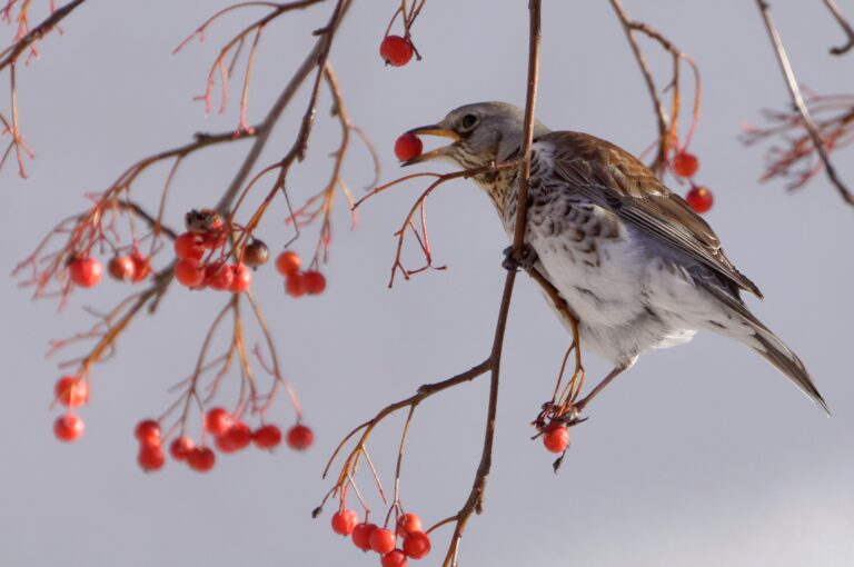 Garden Wildlife in February