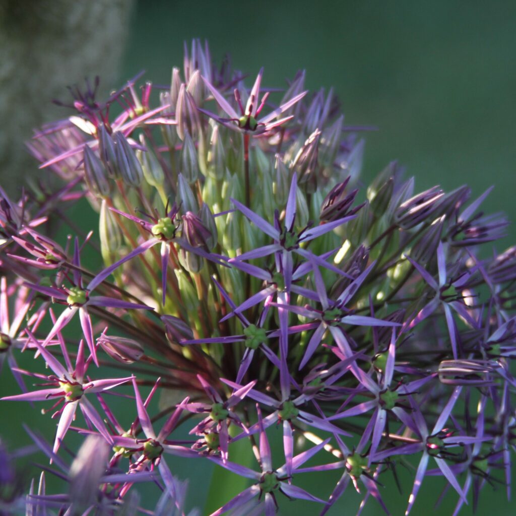 Allium christophii 3L 5023242380025 2