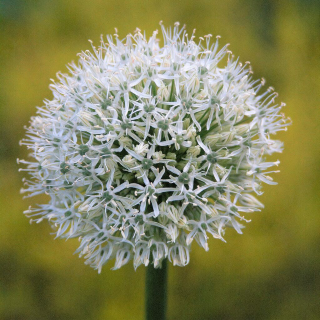 Allium stipatum ‘Mount Everest’ 1L 5023242380049 2