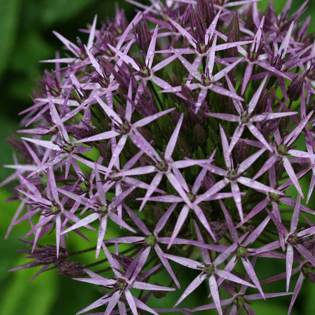 Allium christophii 3L 5023242380025 2