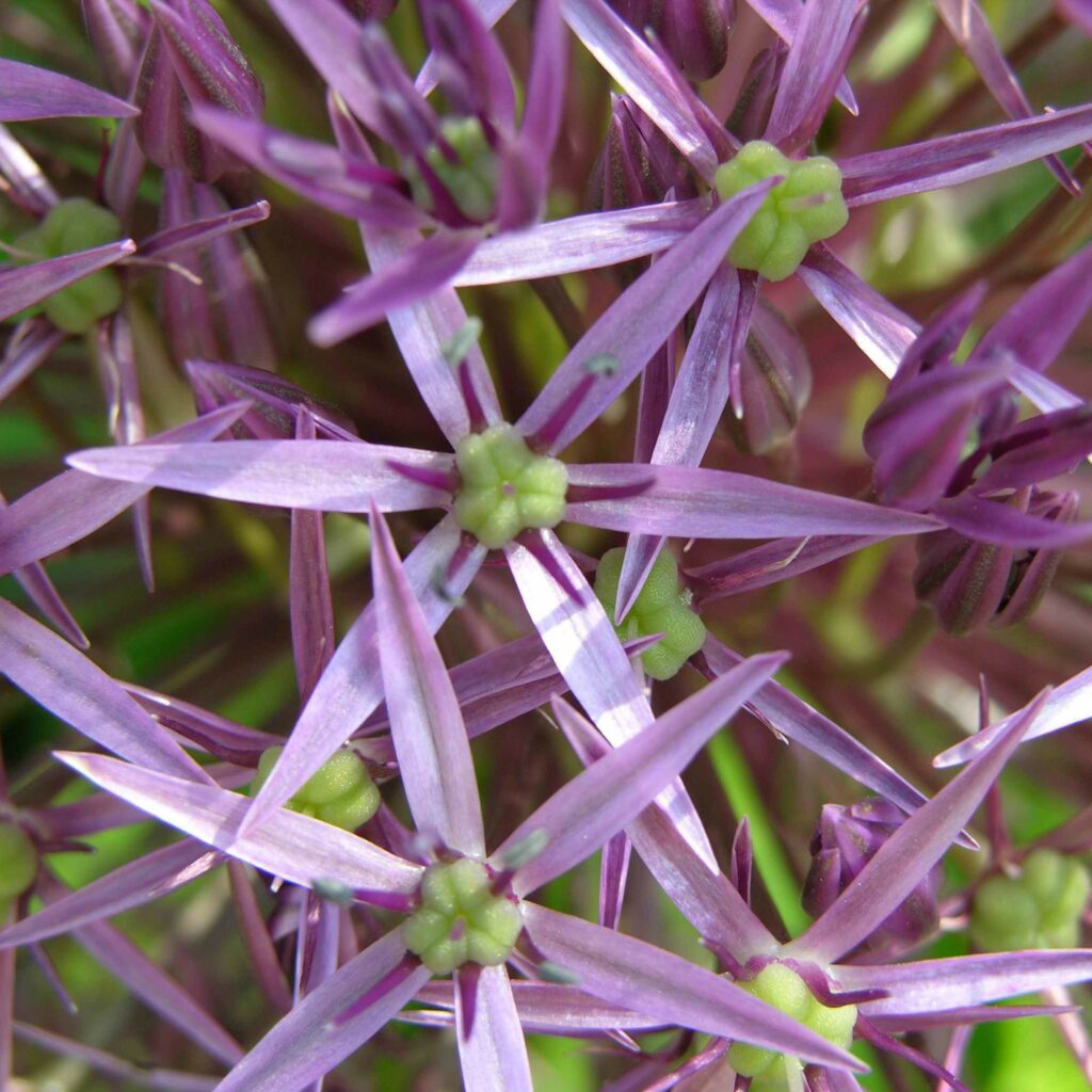 Allium christophii 3L 5023242380025 2