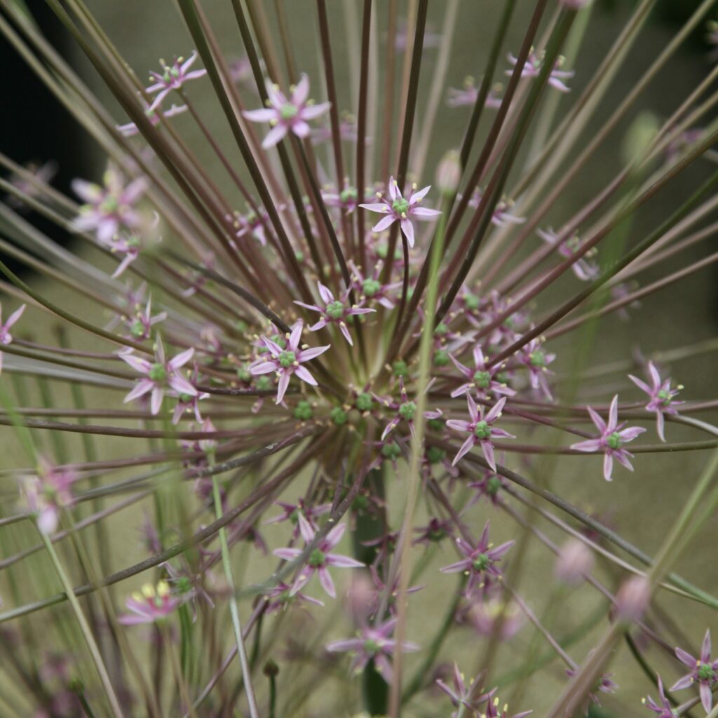 Allium schubertii 3L 5023242380063 2