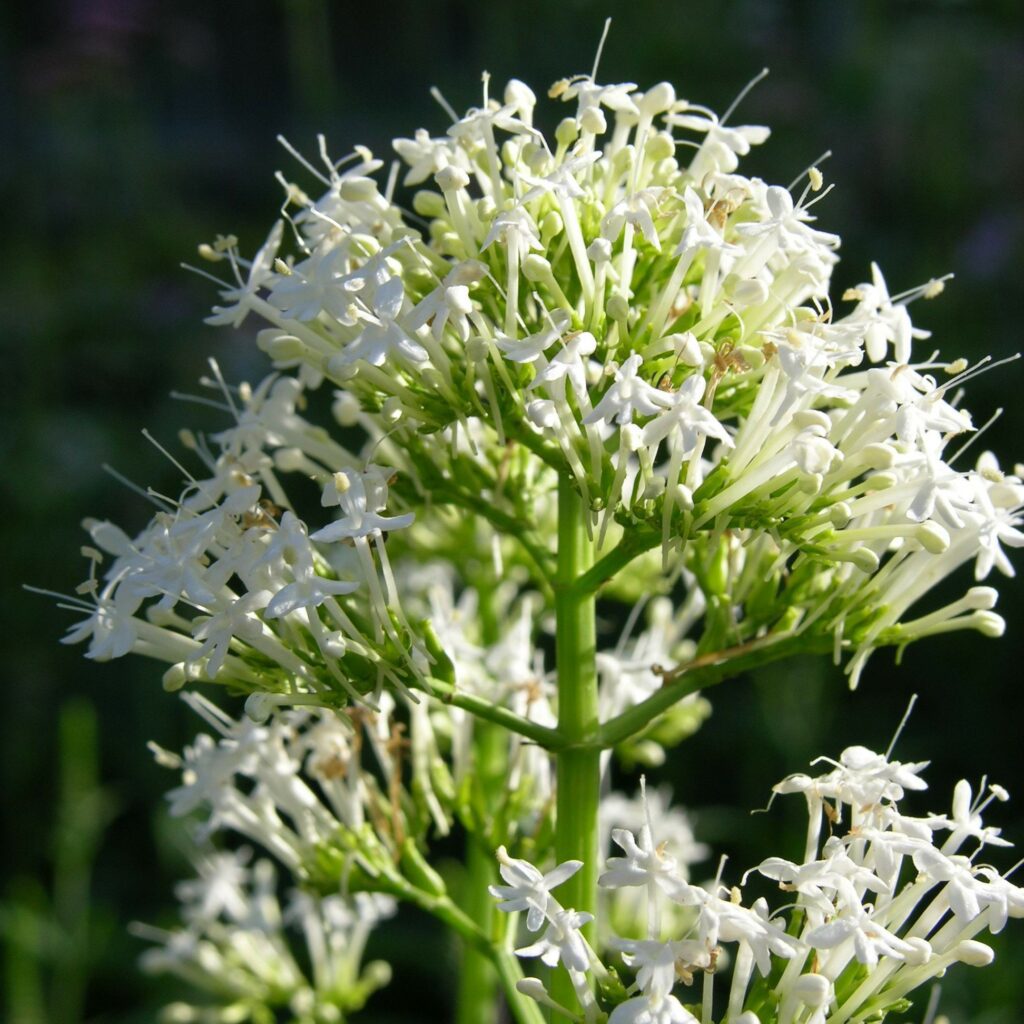 Centranthus ruber ‘Albus’ 2L 5023242269252 2