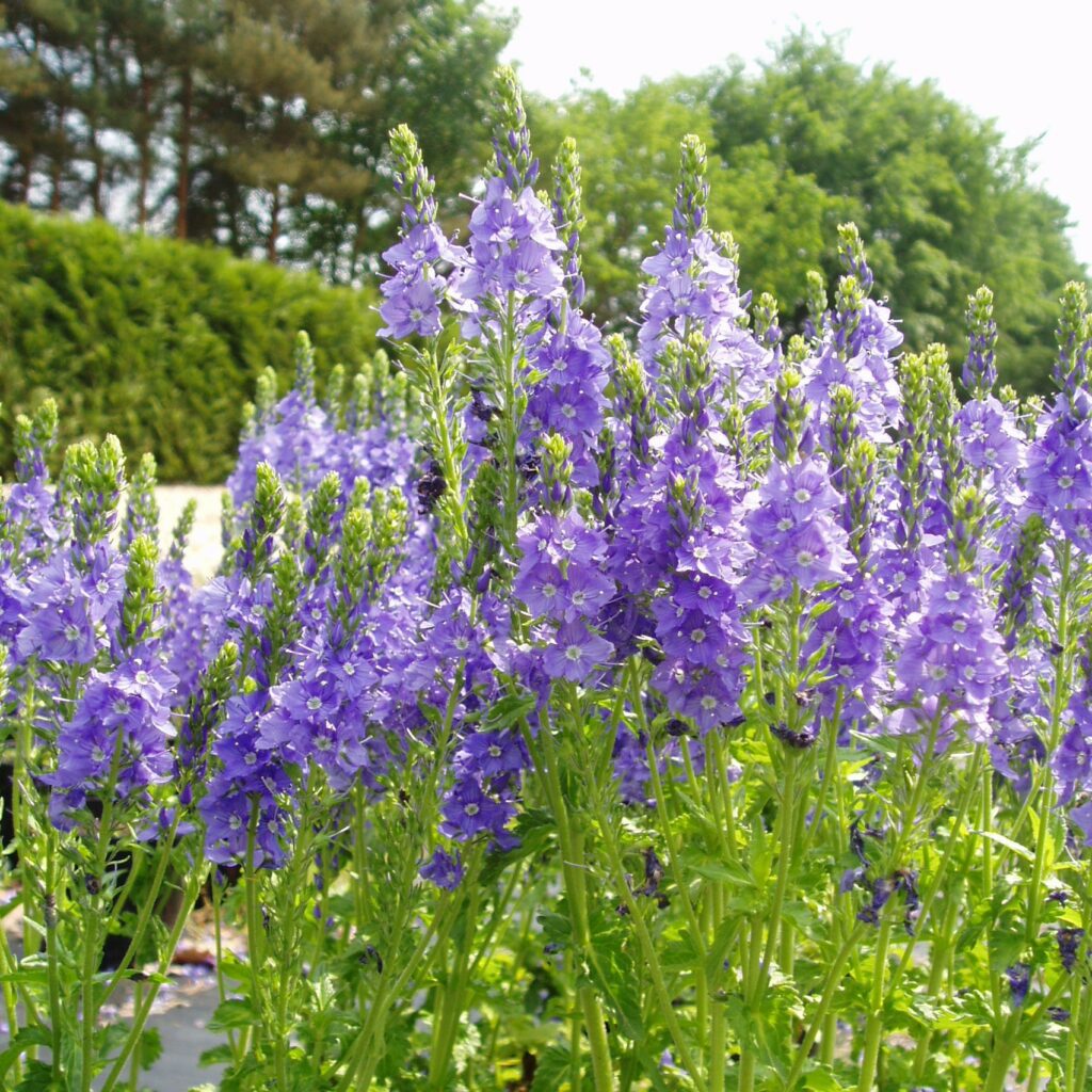 Delphinium ‘Blue Bird Group’ 2L 5023242385952 2