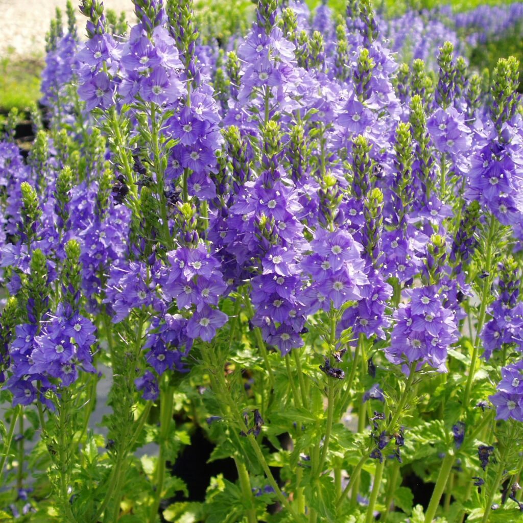 Delphinium ‘Blue Bird Group’ 2L 5023242385952 2