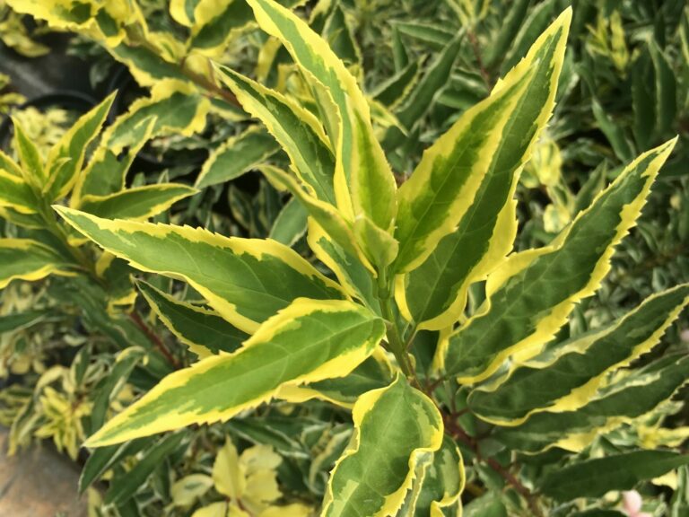Forsythia x intermedia 'Discovery' JOHN MITCHELL | Plant Profile