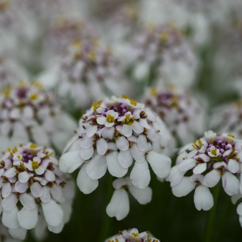 Iberis ‘Masterpiece’ 2L 5023242324418 2