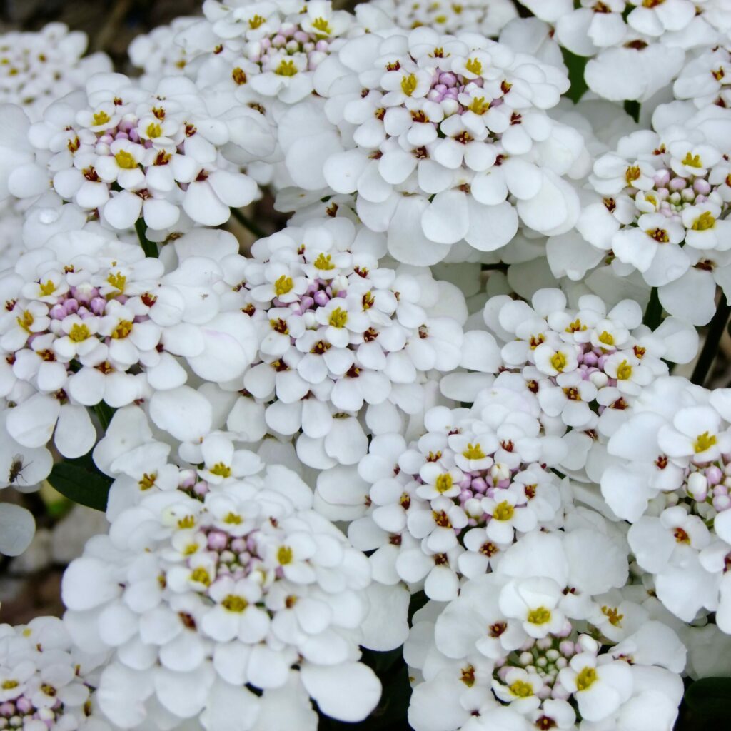 Iberis ‘Masterpiece’ 2L 5023242324418 2