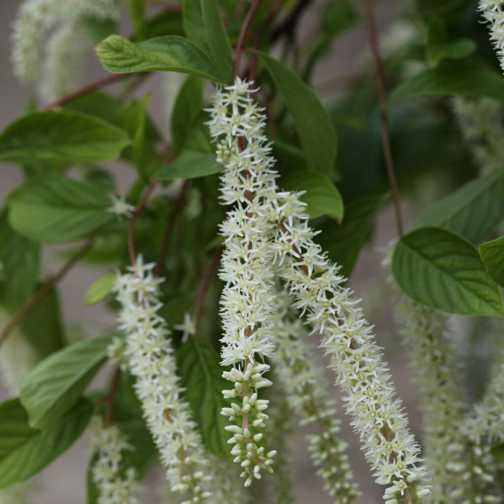 Itea virginica ‘Henry’s Garnet’ 3L 5023242382548 2